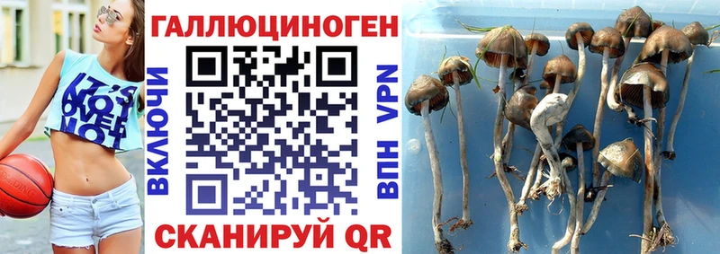 Купить закладки  Дубна  Галлюциногенные грибы Magic Shrooms 